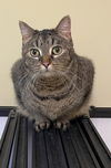 adoptable Cat in slc, UT named Cady