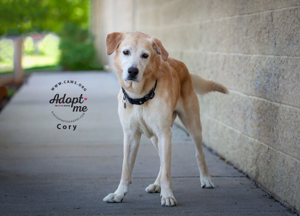 adoptable Dog in SLC, UT named Cory