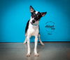 adoptable Dog in  named Nox