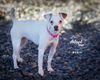 adoptable Dog in slc, UT named Babie