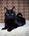 adoptable Cat in slc, UT named Shakey Bakey