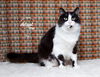 adoptable Cat in slc, UT named Tia