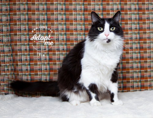 TIA - Domestic Long Hair available for adoption
