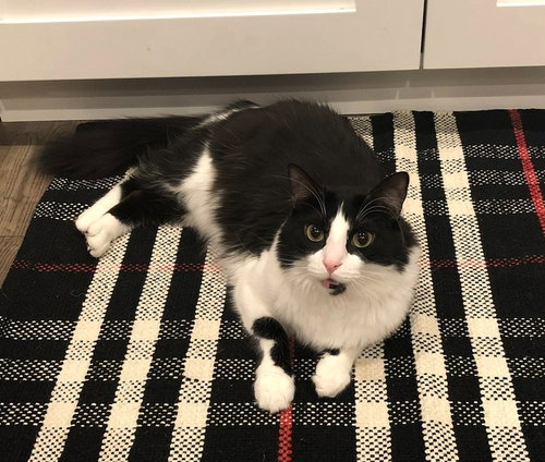 TIA - Domestic Long Hair available for adoption