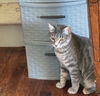 adoptable Cat in slc, UT named Astrid