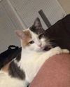 adoptable Cat in , UT named Mish