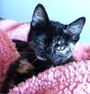 adoptable Cat in , UT named Kit Kat