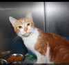 adoptable Cat in , UT named Jacko