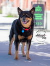 adoptable Dog in , UT named Mocha
