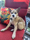 adoptable Dog in  named Popcorn