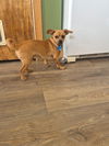 adoptable Dog in slc, UT named Alfie