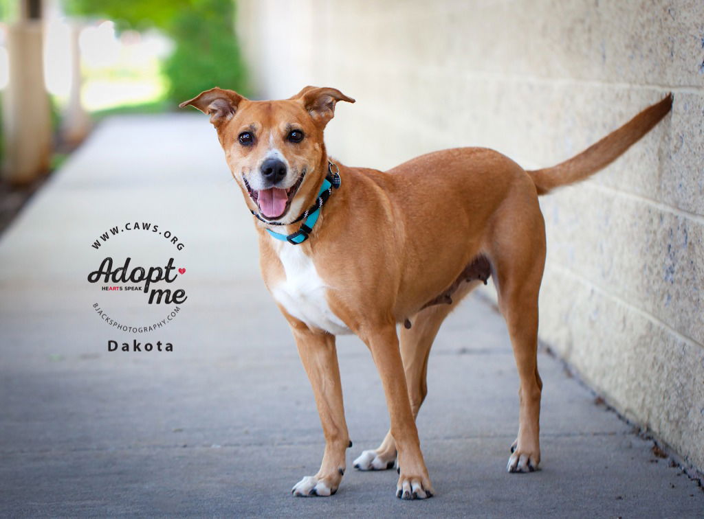 adoptable Dog in SLC, UT named Dakota
