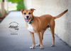 adoptable Dog in slc, UT named Dakota