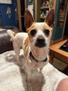 adoptable Dog in  named Nacho