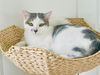 adoptable Cat in slc, UT named Sephora
