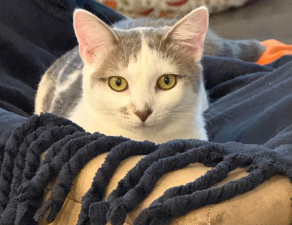 adoptable Cat in SLC, UT named Sephora