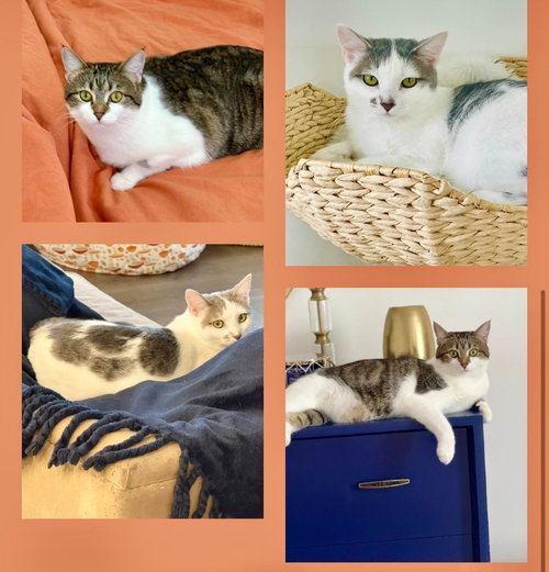 picture of the cat needing adoption