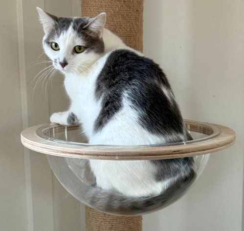SEPHORA - Domestic Short Hair available for adoption