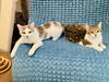 adoptable Cat in slc, UT named Ulta
