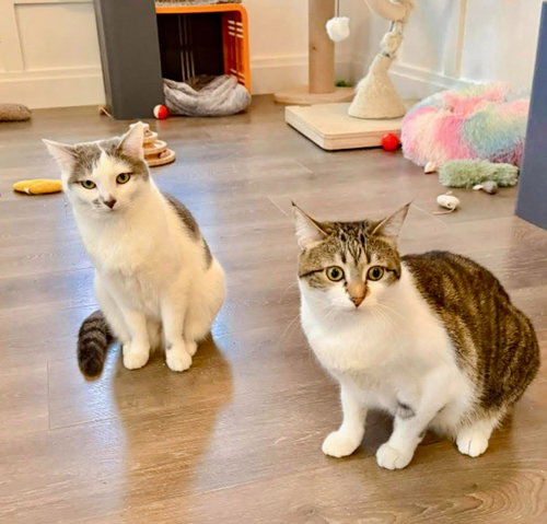 Ulta, Young Domestic Short Hair / Mixed, cat for adoption in Orem, Utah