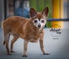adoptable Dog in slc, UT named Calvin