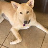 adoptable Dog in , UT named Kida