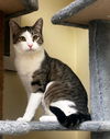 adoptable Cat in slc, UT named Bryer