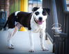 adoptable Dog in slc, UT named Buddy