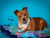 adoptable Dog in slc, UT named Terra