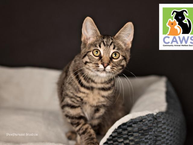 adoptable Cat in SLC, UT named Padme