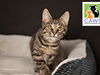 adoptable Cat in , UT named Padme