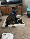adoptable Dog in SLC, UT named Jax