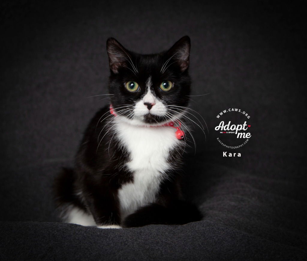 adoptable Cat in SLC, UT named Kara