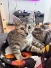 adoptable Cat in slc, UT named Willow
