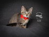adoptable Cat in slc, UT named Todd