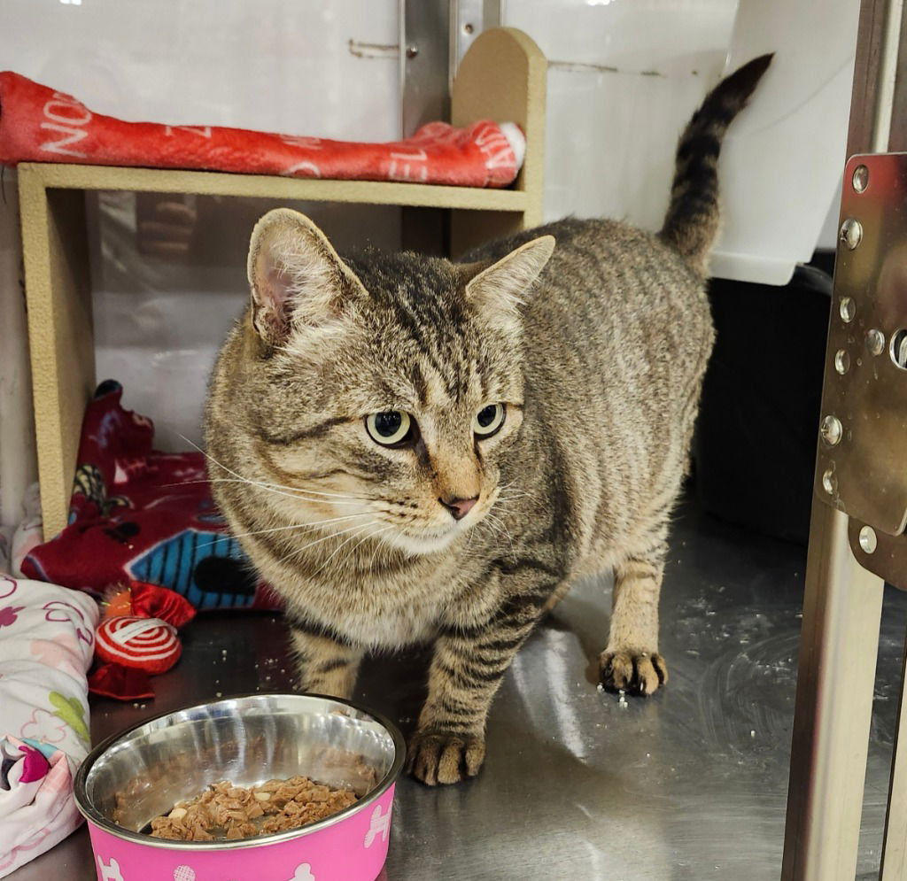 adoptable Cat in SLC, UT named Chester