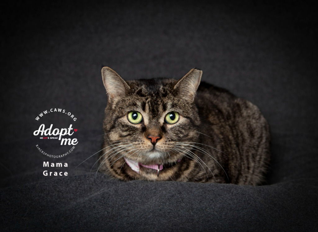adoptable Cat in SLC, UT named Mama Grace