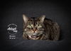 adoptable Cat in SLC, UT named Mama Grace
