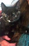 adoptable Cat in slc, UT named Tweety
