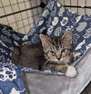 adoptable Cat in slc, UT named Zucchini