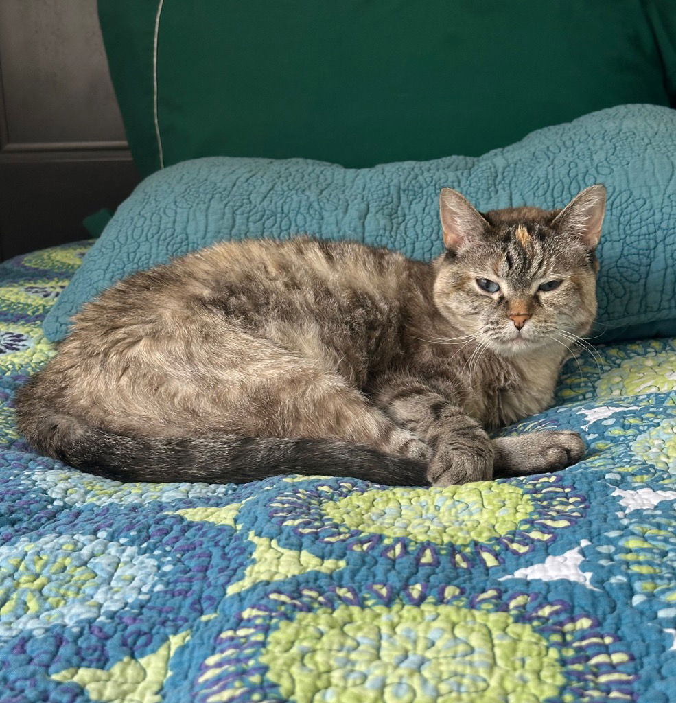adoptable Cat in SLC, UT named Sadee