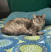 adoptable Cat in slc, UT named Sadee