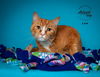 adoptable Cat in SLC, UT named Leo
