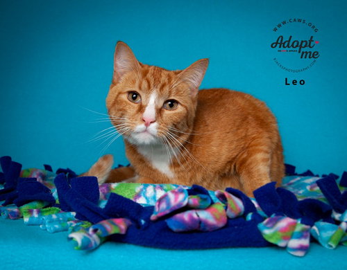 picture of the cat needing adoption