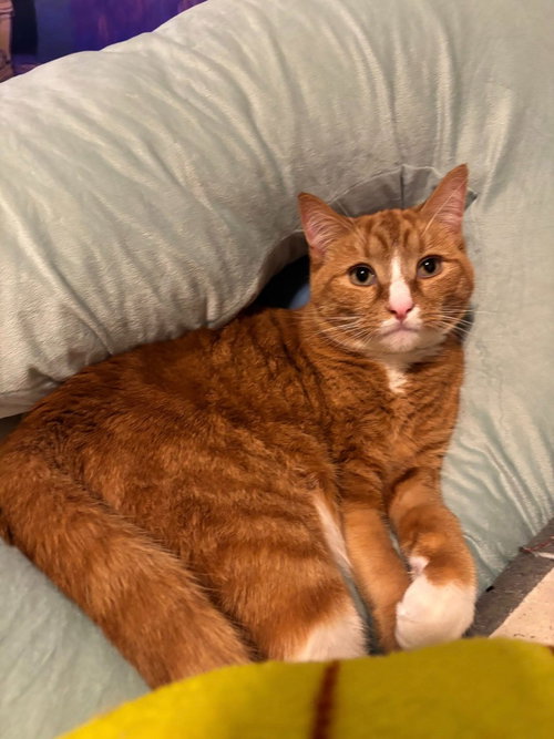LEO - Domestic Short Hair available for adoption