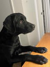 adoptable Dog in  named Lilac