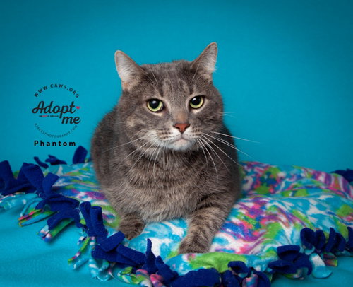 picture of the cat needing adoption