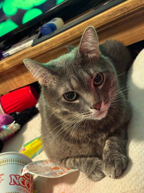 PHANTOM - Domestic Short Hair available for adoption