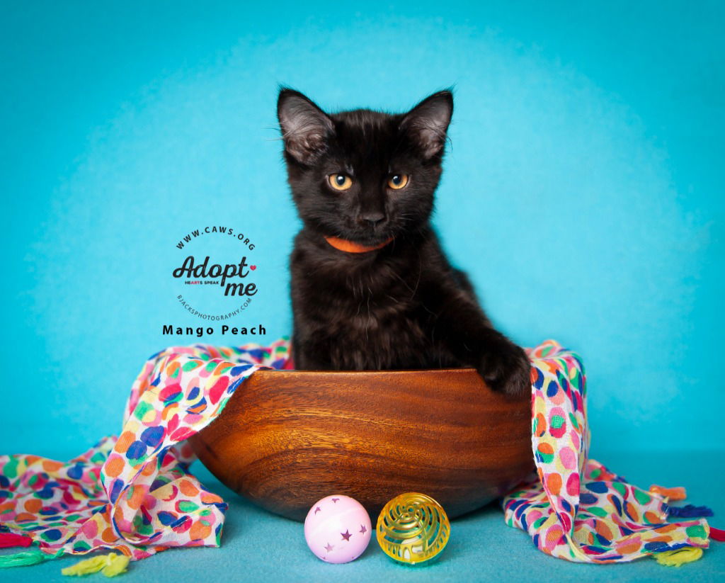 adoptable Cat in SLC, UT named MangoPeach