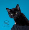 adoptable Cat in  named PIneapple